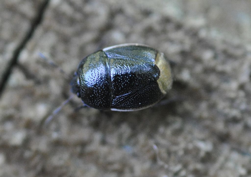 Cydnidae: Legnotus limbosus